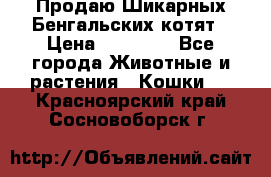 Продаю Шикарных Бенгальских котят › Цена ­ 17 000 - Все города Животные и растения » Кошки   . Красноярский край,Сосновоборск г.